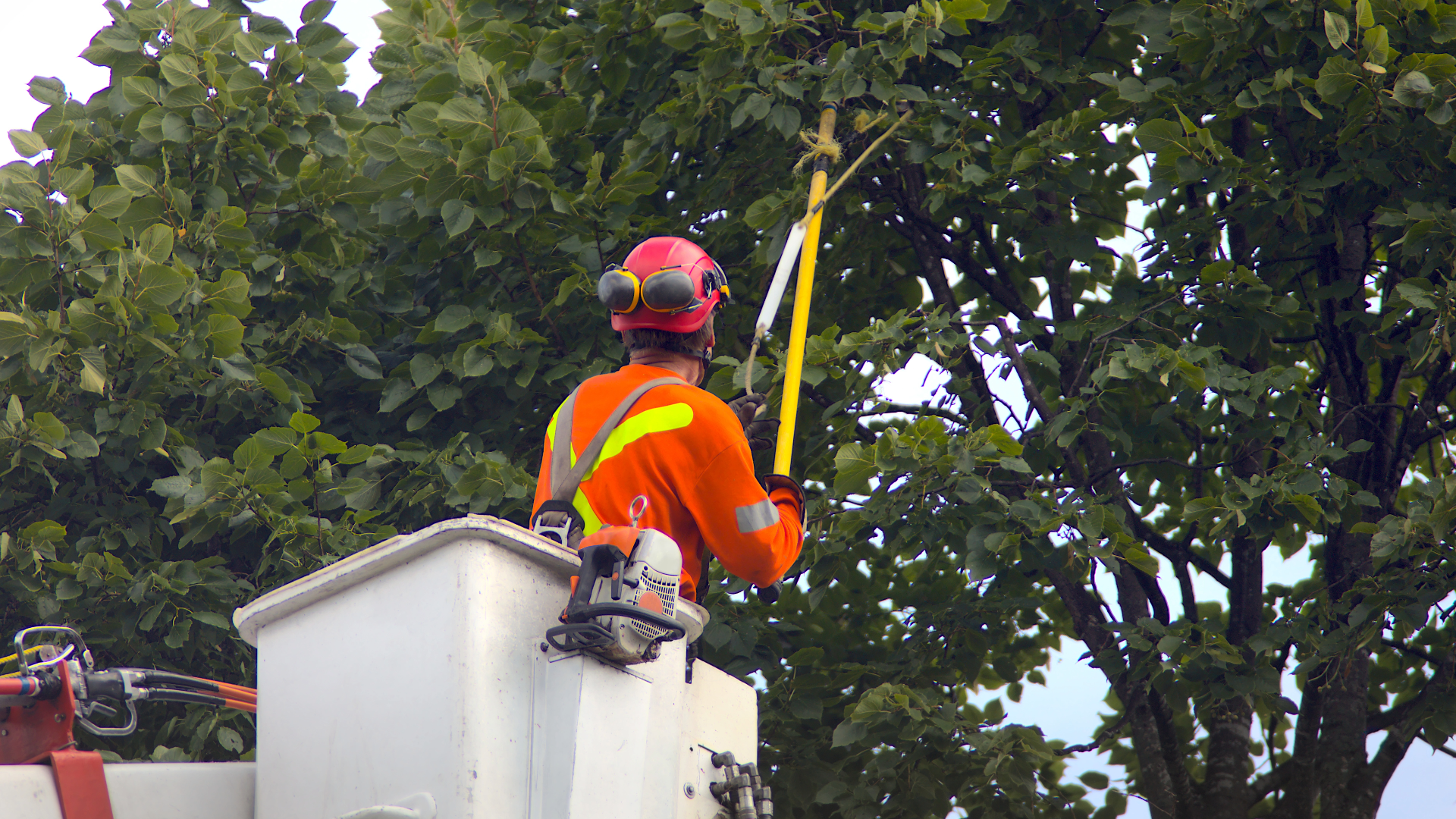 Tree Trimming In Antioch California